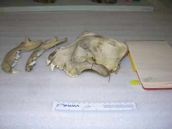 Media type: image;   Mammalogy 10729 Description: Image of skeleton specimen - frontal view. frontal view of skull.;